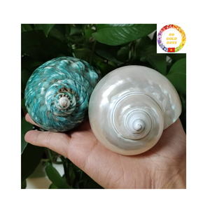 เปลือกเทอร์โบสีเขียวธรรมชาติระดับพรีเมียมจากเวียดนามสำหรับใส่แจกันในตู้ปลาและของตกแต่งชายฝั่งทำด้วยมือ - Product Image 6