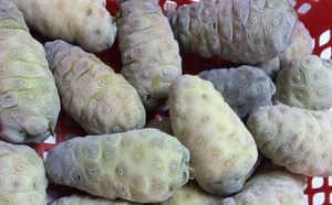 NONI CONGELADO PREMIUM DE VIETNAM, FRUTA Y PURÉ DE NONI NATURAL IQF PARA JUICES, PRODUCTOS SALUDABLES Y EXPORTACIÓN GLOBAL // Sra. Lily Ngo - Product Image 3