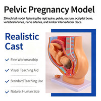 Modèle anatomique médical grandeur nature de fœtus de 9 mois, utérus pelvien féminin avec placenta de bébé amovible