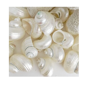 เปลือกหอยสีเบอร์กันดีเทอร์โบขัดเงาจากเวียดนามเหมาะสำหรับการตกแต่งบ้านและการประดิษฐ์พร้อมส่งออก - Product Image 6