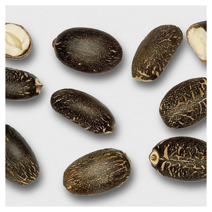 Semillas de Jatropha Premium 100% Suministro de fábrica natural seco para uso alimentario Productos agrícolas - Product Image 4