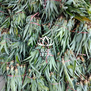 PLANTAS DE PIÑA MD2 DE VIETNAM - Product Image 3