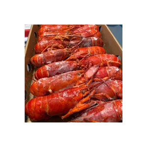 Vente de gros Homard congelé Queues de homard congelées Homard frais vivant - Product Image 3