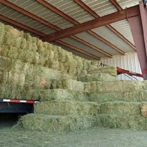 Compre Heno de Alfalfa Europeo de Alta Calidad - 2 Años de Vida Útil, Grado Alimenticio, Empaque a Granel y Envío Rápido para Alimentación Animal - Product Image 6