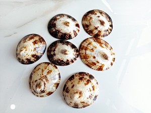 ขายเปลือกหอยขัดเงาสีดําราคาดี - Product Image 2