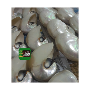 Conchas NAUTILUS PULIDAS DE ALTA CALIDAD PARA LA DECORACIÓN DEL HOGAR CON BAJO PRECIO PARA LA EXPORTACIÓN DESDE 99 DATOS DE ORO - Product Image 1