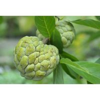 Best Verkopende Custard Apple Wholesale Prijs Top Premium Kwaliteit Vietnamese Agrarische Produceert