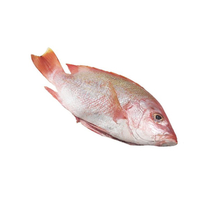 Poisson de mer rouge congelé de qualité supérieure fourni au prix d'usine pour les acheteurs en gros - Product Image 2