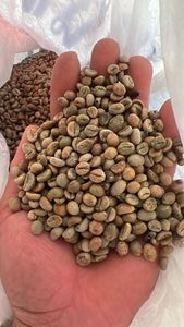 เมล็ดกาแฟอาราบิก้าสีเขียวคั่วอ่อนผ่านกระบวนการเคนยา - Product Image 2