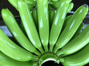 กล้วยคาเวนดิชออร์แกนิคพรีเมียมสดใหม่ คุณภาพสูง ผลไม้เขตร้อนและกึ่งเขตร้อน สีเขียว 25 กก. เกรดดีที่สุด บรรจุกล่อง สำหรับส่งออก แบบแช่เย็น - Product Image 3