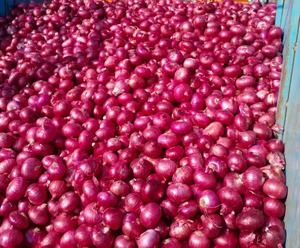 หัวหอมแดงสดพรีเมียม อุดมด้วยรสชาติ เหมาะสำหรับการแปรรูปอาหารและการจัดจำหน่ายในตลาด มีจำหน่ายในปริมาณมากจากอินเดีย - Product Image 3