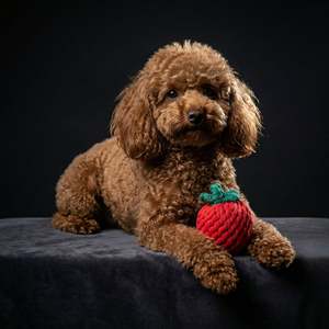 Jouets en corde de lin écologiques faits à la main pour chiens, balles interactives pour animaux de compagnie dans des styles classiques, modernes, luxueux et tendance - Product Image 5