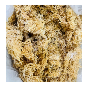 Los mejores productos, musgo de mar púrpura seco de Vietnam/Algas irlandesas doradas con y sin sal/superalimento Eucheuma Cottonii algas marinas - Product Image 6
