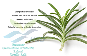 Approvisionnement direct d'usine HGO en extrait naturel pur de romarin (Rosmarinus officinalis) acide ursolique 90% (extrait standardisé) - Product Image 5