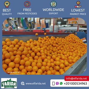 Proveedor líder de naranjas de Valencia frescas de cítricos nutritivos naturales más vendidos de calidad estándar para compradores mayoristas - Product Image 4