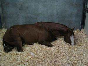 Standard Quality Pine Wood Shavings Sawdust for Horse Bedding Custom Specifications Made in France 24-Month Shelf Life Model SX4 - Product Image 2