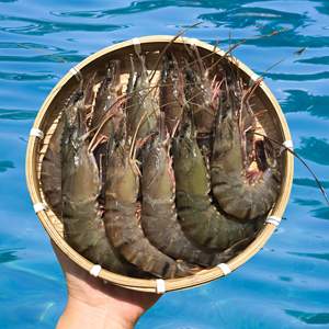 กุ้งกุลาดำจากเวียดนาม-ราคาดีที่สุดสินค้าจำนวนมากส่งออกทั่วโลก - Product Image 5