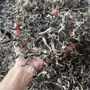 SETA ORGÁNICA DE OREJA DE MADERA NEGRA/ALTA CALIDAD/EMBALAJE A GRANEL/PARA COMERCIO AL POR MAYOR - Product Image 2