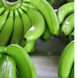 Bananes Cavendish vertes fraîches biologiques de qualité supérieure, stockage à froid, 13 kg, qualité d'exportation, provenance des Philippines - Product Image 6