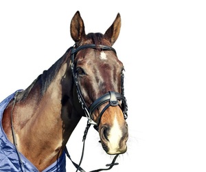 Bride de dressage anatomique Forme anatomique et pièce de tête rembourrée pour un dégagement supplémentaire autour des oreilles et un confort sur le sondage. - Product Image 5