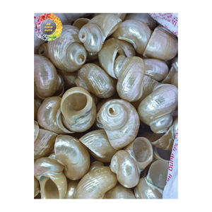 Coquilles de turquoise verte du Vietnam artisanat décor de Noël écologique recueilli et nettoyé pour l'approvisionnement en vrac et la vente au détail - Product Image 1