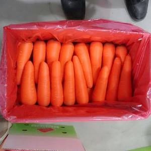 Carottes fraîches d'importation de qualité Carottes fraîches 100% biologiques à vendre - Product Image 4