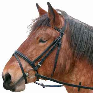 Brida ostentosa de caballo con banda de cristal para cejas ELEGIR COLOR Y TAMAÑO - Product Image 6