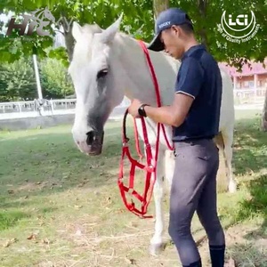 Nylon Webbed Adjustable Halter for Equestrian Use Custom Horse Equine Safe Comfortable Adjustable Breakaway Horse <b>Halters</b> by LCI - Product Image 6