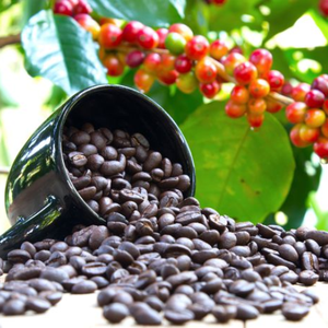 กาแฟอาราบิก้าดิบแบบเรียบไม่มีสิ่งเจือปนจากเวียดนาม100% ธรรมชาติ - Product Image 4