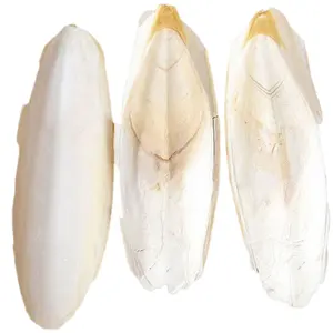 Оптовая продажа сушеных костей каракатиц из Вьетнама-органический корм для домашних животных для птиц-Ms Esther (WhatsApp: 84 963590549)