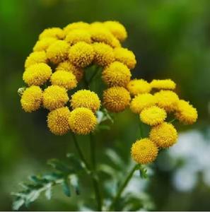 ถังบรรจุน้ำมันหอมระเหยจากธรรมชาติธรรมชาติสีฟ้า100% ขวดน้ำสารสกัดจากสมุนไพรธรรมชาติบริสุทธิ์ - Product Image 3