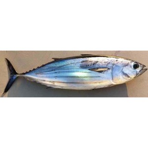 Thon congelé sauvage pêché, goût frais et longue durée de conservation pour les acheteurs internationaux - Product Image 5