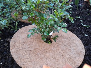 Tapis de paillage en fibre de coco 100% biologique pour la suppression des adventices autour des arbres - Biodégradable et au meilleur prix du marché - Product Image 2