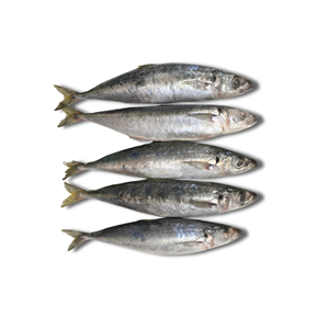 Envasado al vacío Frozen Whole Round Shortfin Scad Fish IQF/BQF Vida útil de 24 meses Productos Premium - Product Image 2