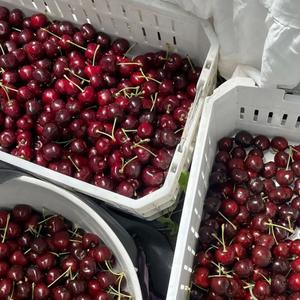 Cerises rouges de première qualité, classe I |   Texture ferme et Brix élevé (18%+ ) |   Récolte fraîche 2026 pour l'exportation - Product Image 5