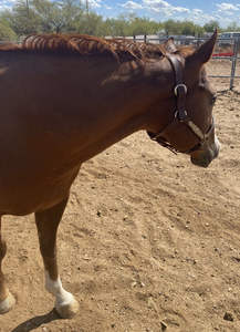 Cabestro suave acolchado negro y azul y plomo de cuero con cadena Cabestro de caballo de acero inoxidable de la India - Product Image 5