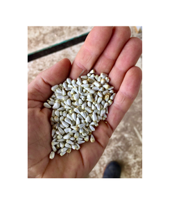 เมล็ดดอกคำฝอยสำหรับจำหน่ายสินค้าขายส่งและขายปลีก - Product Image 3