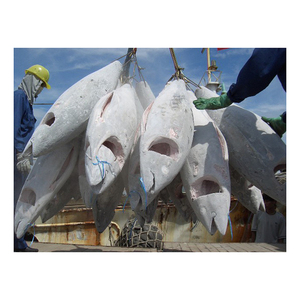 Thon jaune congelé de haute qualité, organisé pour une approvisionnement commercial régulier - Product Image 2