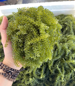 Special Vietnam Origin Seagrape 100% Natural Sea <b>Grape</b> Dried Longevity Dehydrated Sea <b>Grapes</b> Best Price Helen 0084392328745 - Product Image 6