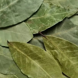 Feuilles de Laurier Séchées AD, Feuilles Vertes Entières Brutes Séchées pour la Cuisine, 50kg - Product Image 3
