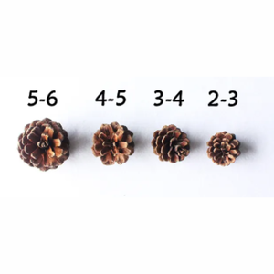 Pommes de pin séchées de haute qualité pour la décoration de noël-produit de haute qualité provenant de l'usine du Vietnam - Product Image 6