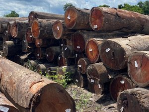 Troncos de Ipe PARA LA INDUSTRIA DE LA CONSTRUCCIÓN Troncos de Ipe para proyectos de construcción ecológicos - Product Image 5