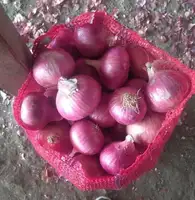 Article idéal fournisseur de petits oignons rouges frais de l'inde, nouvelle culture, frais, Non pelé, meilleure vente d'oignon indien