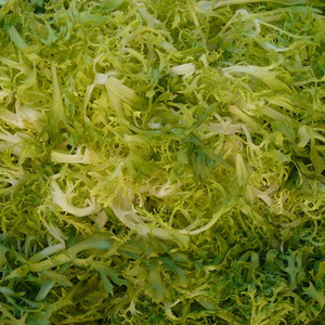 Fournisseur en gros de chicorée d'endives: Légumes à feuilles amères de qualité supérieure les plus vendus - Product Image 2