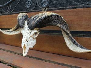 Cráneo de toro de búfalo y carnero hecho a mano con cuernos majestuosos, arte de pared cultural moderno y decoración de soporte para interiores sofisticados - Product Image 3