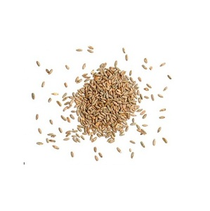 100% Pure Natural Quality Organic <b>Rye</b> Grains At Best Wholesale Pricing - Product Image 5