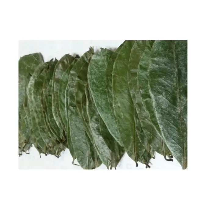 Graviola de cor verde fresca - fragrância suave Folhas de graviola secas a partir de 99 gd (WA: +84 327076054)