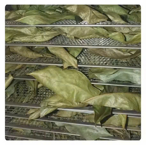 HOJAS DE GRAVIOLA DE VIETNAM/HOJAS DE URENTA SECAS A PRECIO ASEQUIBLE LISTO PARA EXPORTAR EN GRANDE - Product Image 6