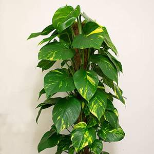 Jardinières d'intérieur professionnelles de 8 à 16 pouces de fabricants indiens Pots de fleurs hauts et coco coco pour utilisation dans le jardin - Product Image 2