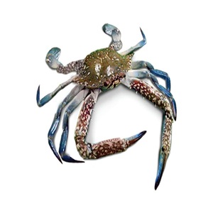 Crabe bleu frais à vendre - Product Image 4